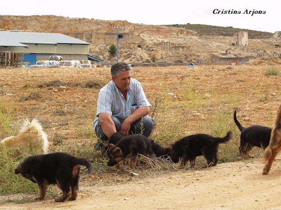 Daniel ayuda a sus cachorritos a ser exploradores