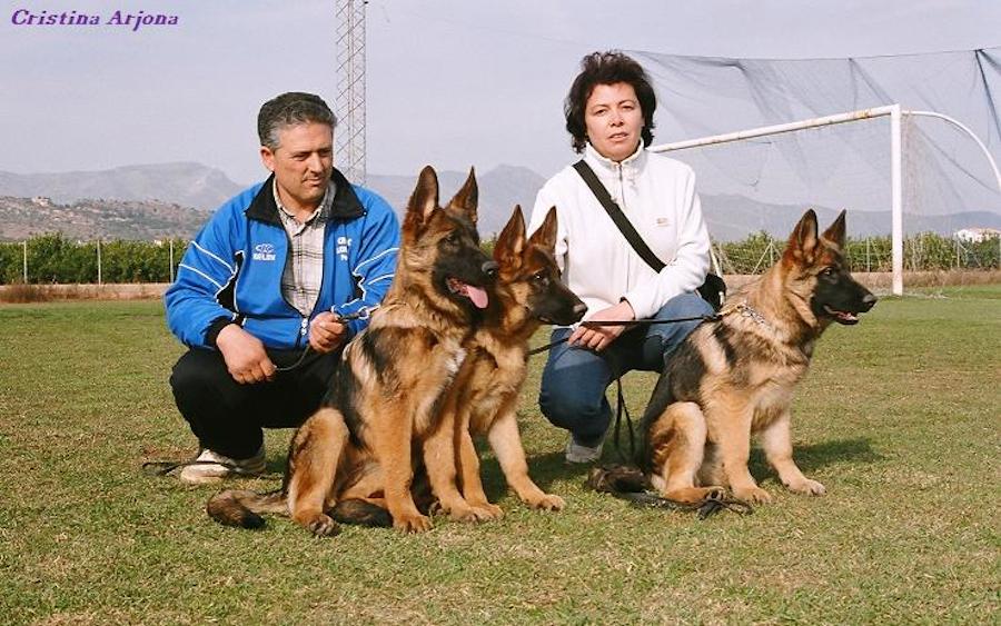 Los cachorros del afijo Lobo Moro, de Dani y Dolores, en un día de exposición