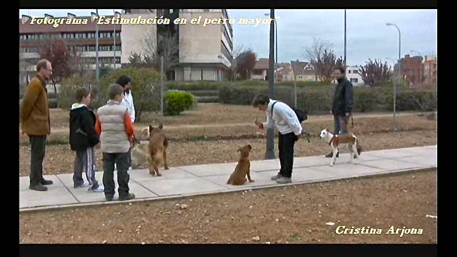 Iniciando a un cachorrito en la concentración con distracciones. Canela 95 días