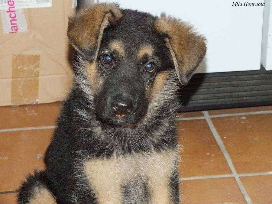 Lucas se convertirá en un fabuloso perro