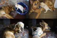 Karin hizo de mama adoptiva con Sandy, de 35 dias