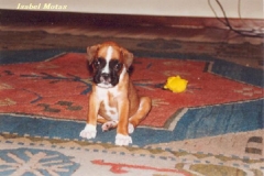 Recordando a Bolo, el cachorrito de Isabel y Manuel