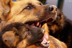 Nunca separemos a los cachorros antes de la octava semana de vida