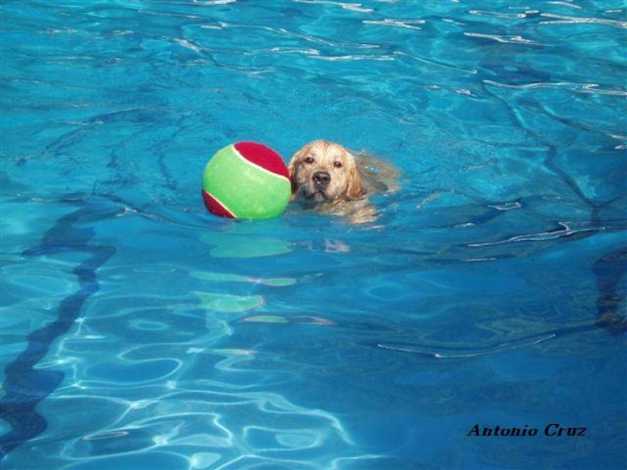 Djanko practica ejercios en el agua