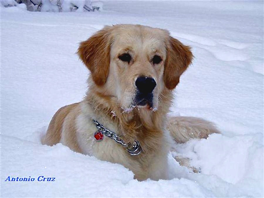 Djanko entrenando en la nieve