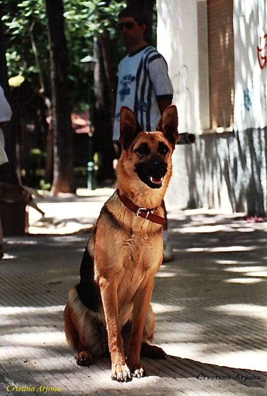 Recordando a Kira de Luis Serna