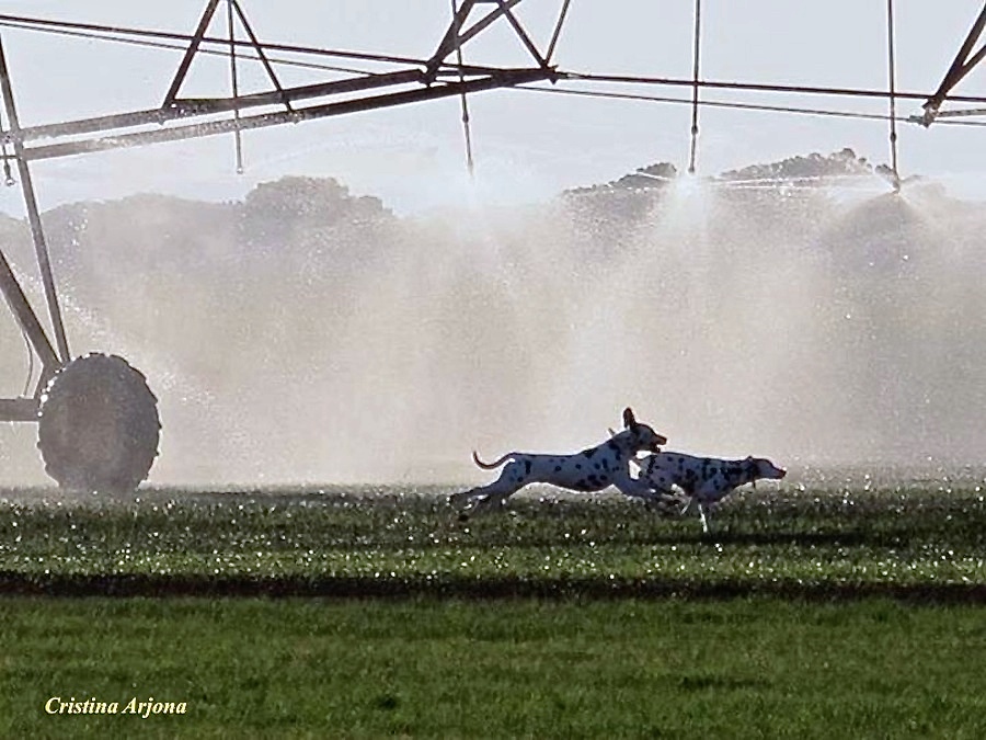 Aire y Gala, de Andres Portero, disfrutando en el campo