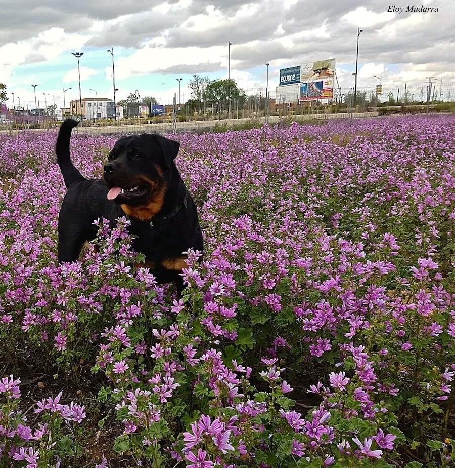 82 Kika juega entre las flores