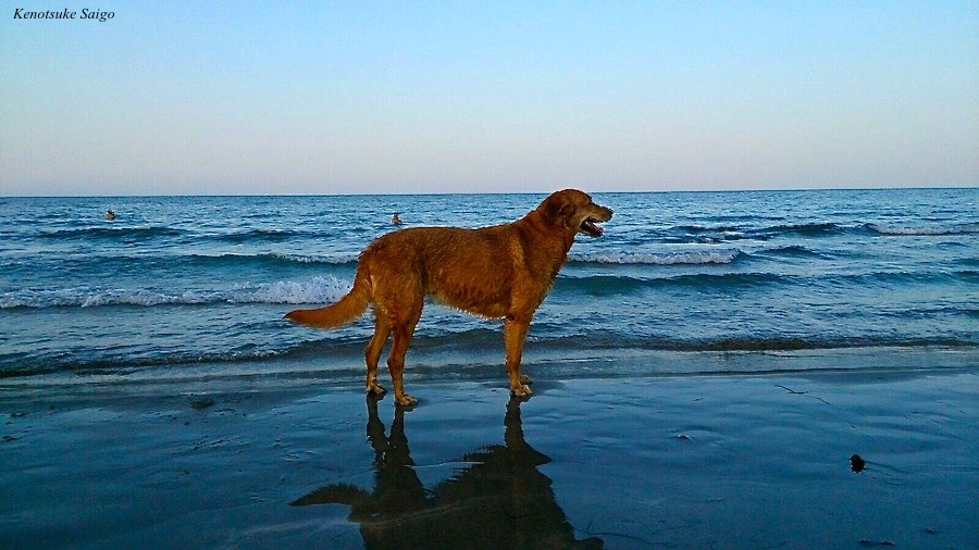 101 Cleo_ una sirenita del mar
