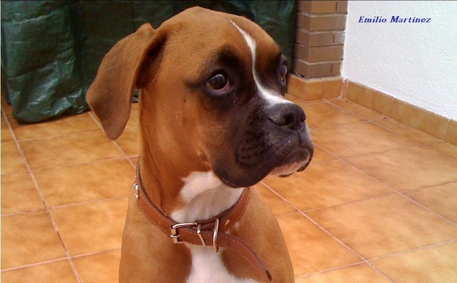 65 Ice, la cachorrita de Emilio.