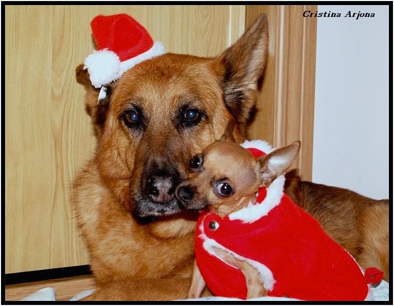 71 Felices Fiestas