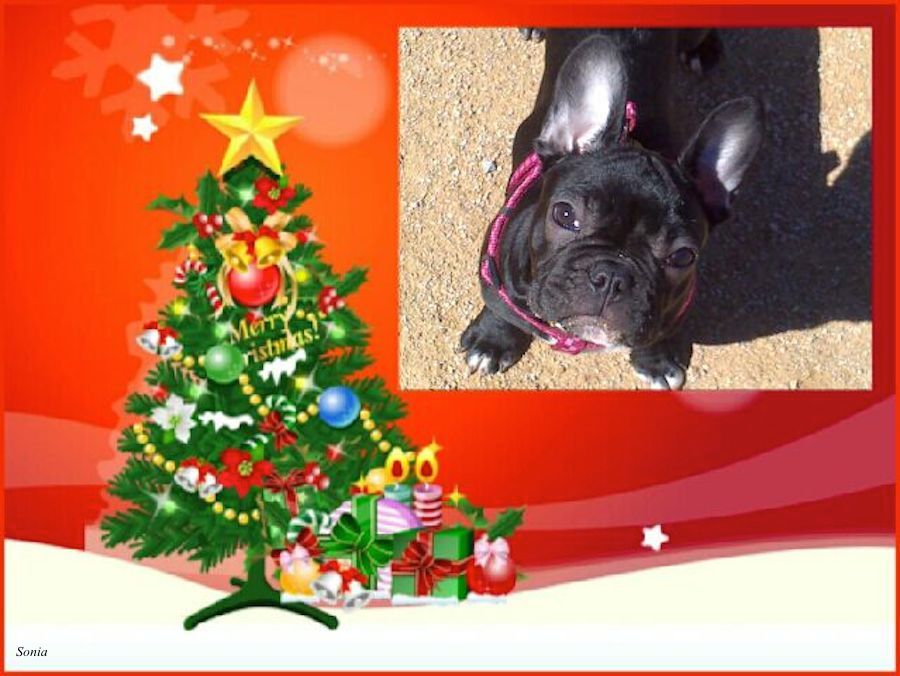 72 Noa la pequena bulldog de Sonia