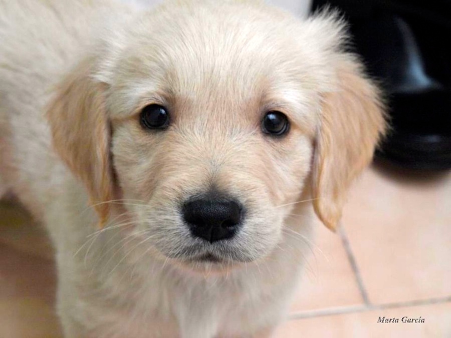 87 Lennon cachorrito
