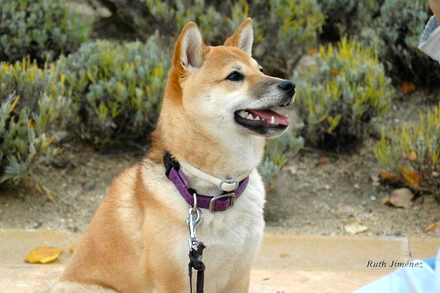 89 Akira_ la shiba inu de Ruth