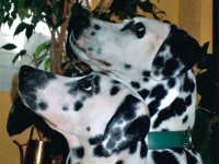 26 Eddie y Siena
