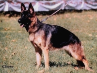 27 Diana, afijo Lobo Moro, de mi buen amigo Chechu