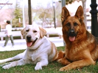 39 Karín y Lorca en el parque