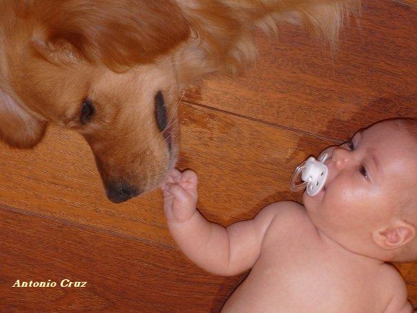 Con un perro equilibrado y una perfecta presentación al bebé se consigue este resultado
