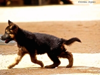 LA INFANCIA. Prisa por crecer (cachorro Miko de Lobo Moro)