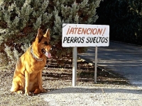 LA GUARDIA, Aparentemente peligrosa